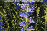 Саратовцев напугало поле с ядовитыми цветами вдоль дороги